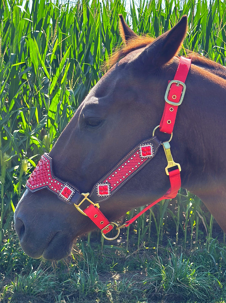 Red Dragon Bronc Halter