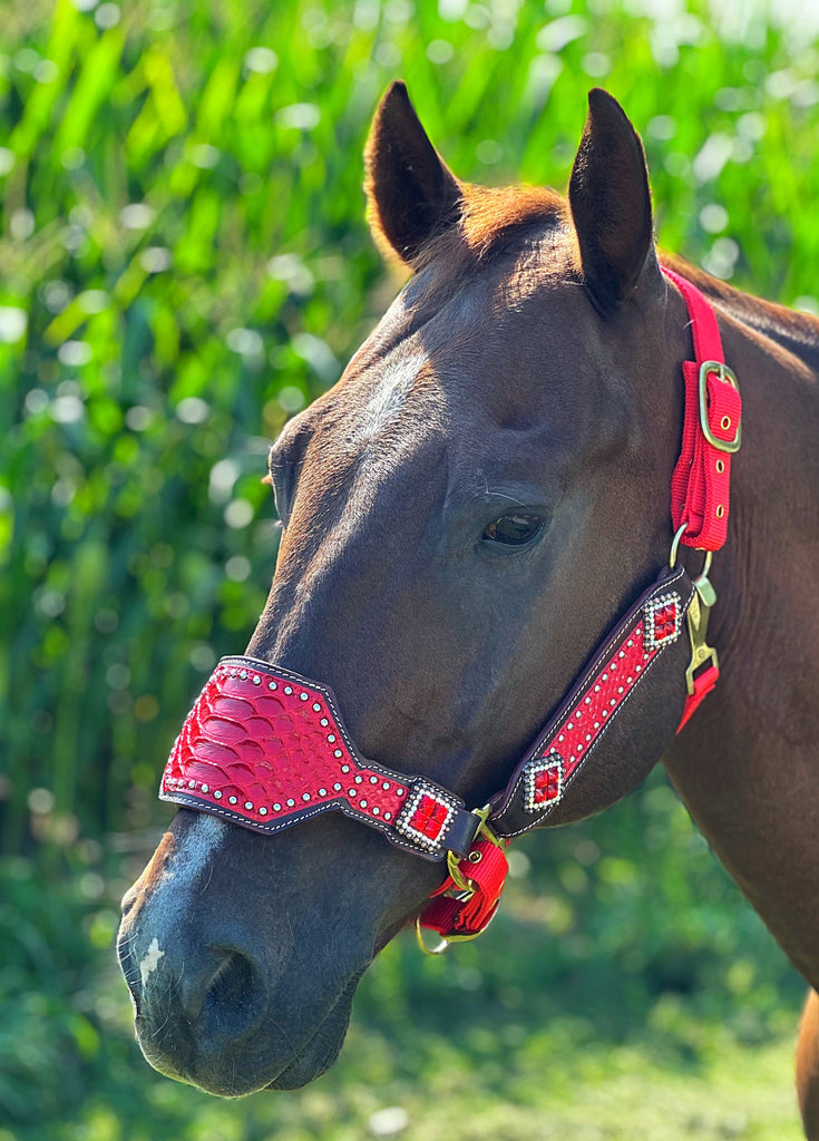 Red Dragon Bronc Halter