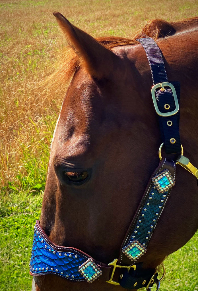 Blue Dragon Bronc Halter