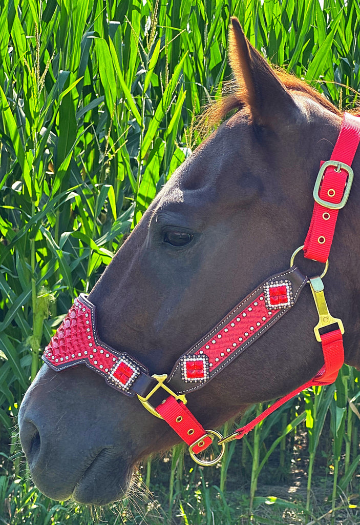 Red Dragon Bronc Halter
