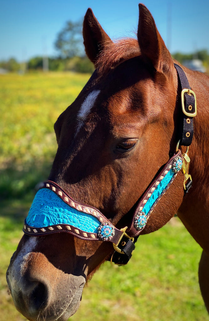 Turquoise Gator Bronc Halter