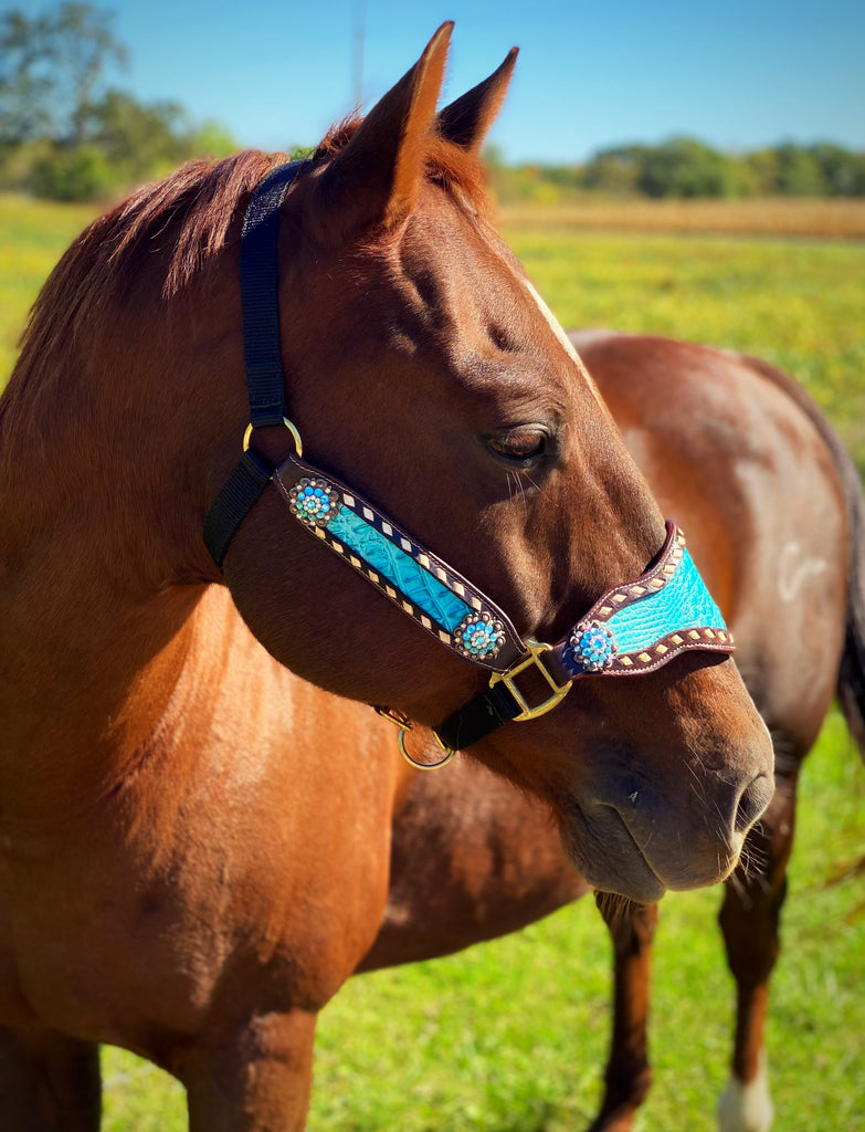 Turquoise Gator Bronc Halter